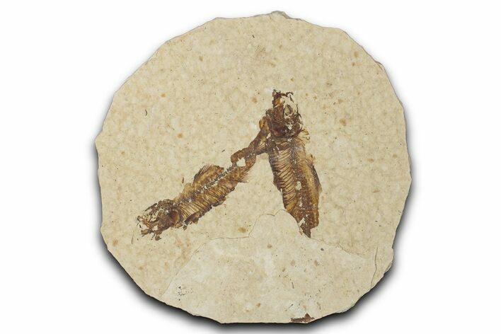 Fossil Fish (Knightia) Mortality Plate - Wyoming #339041